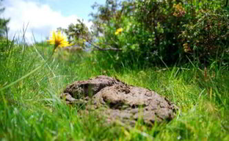 Die Exkremente der Nutztiere sind ein wichtiger Nährstofflieferant für landwirtschaftlich genutzte Böden