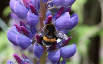 Auf der weit verbreiteten Zwischenfrucht Lupine zur Gründüngung sammelt eine Hummel Nektar