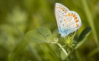 Zwischenfrüchte und Beisaaten liebt der Geißklee-Bläuling, der in Deutschland auf der Roten Liste steht