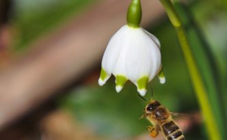 Bodenfruchtbarkeit fördern bedeutet auch, seltene Pflanzen und bedrohte Tierarten wie Märzenbecher und Biene zu schützen