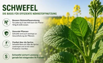 Schwefelversorgung im Ackerbau zur besseren Stickstoffausnutzung bei Raps und Getreide